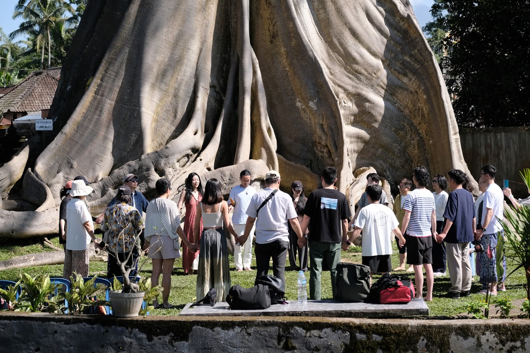 在 700 年老樹下,被一群陌生人接住的眼淚